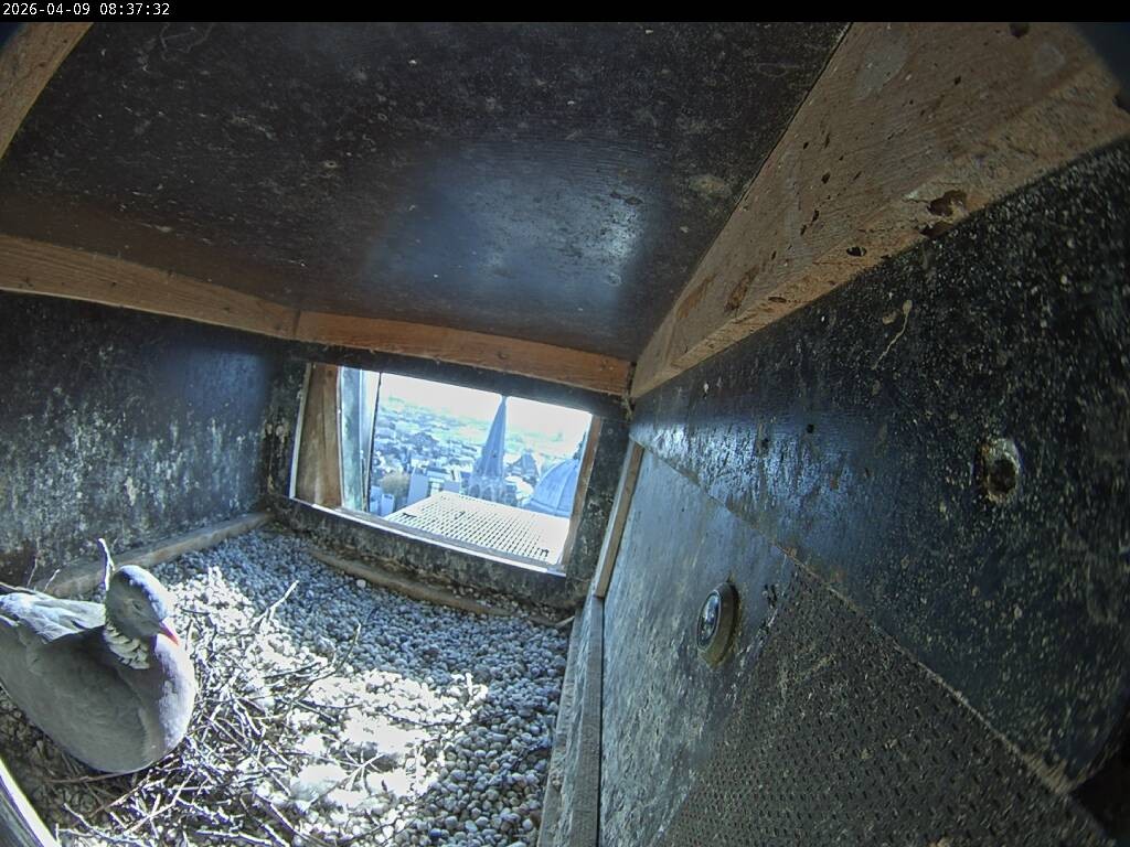 Archiv Foto Webcam Aachener Dom: Blick auf die Falken im Westturm