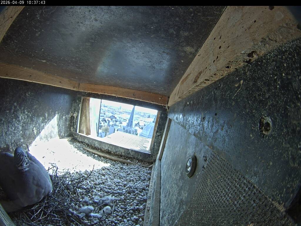 Archiv Foto Webcam Aachener Dom: Blick auf die Falken im Westturm