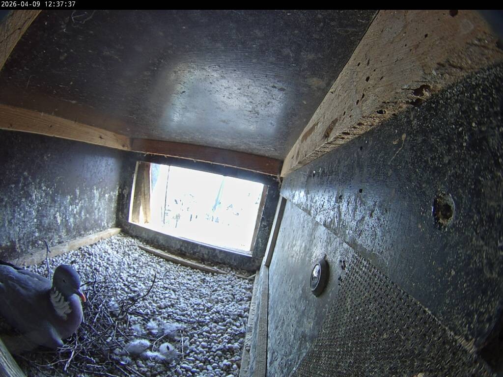 Archiv Foto Webcam Aachener Dom: Blick auf die Falken im Westturm