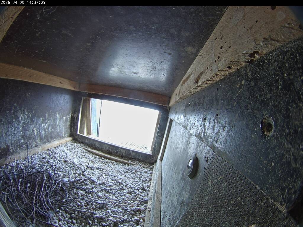 Archiv Foto Webcam Aachener Dom: Blick auf die Falken im Westturm