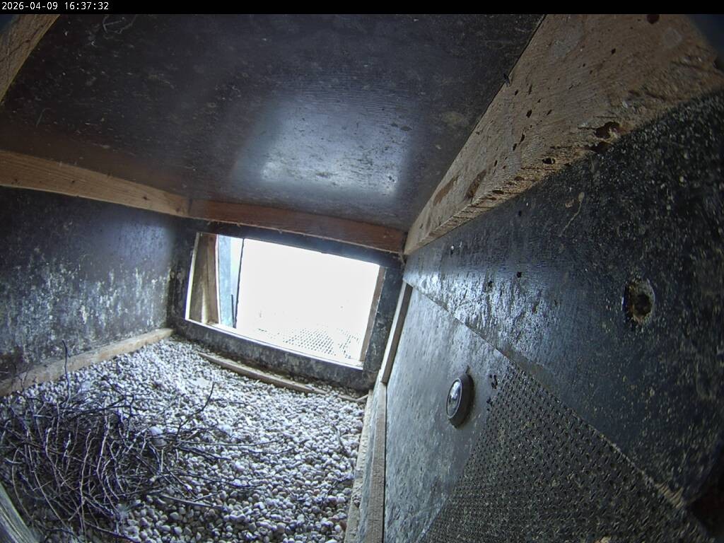 Archiv Foto Webcam Aachener Dom: Blick auf die Falken im Westturm