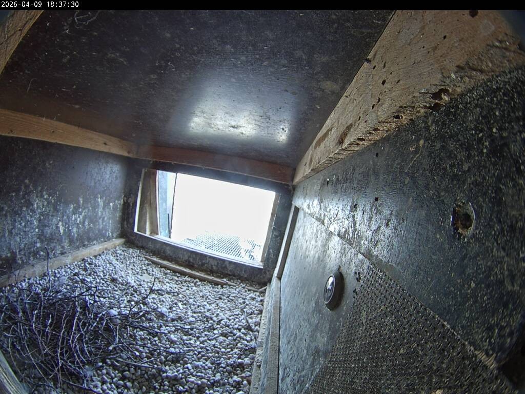 Archiv Foto Webcam Aachener Dom: Blick auf die Falken im Westturm