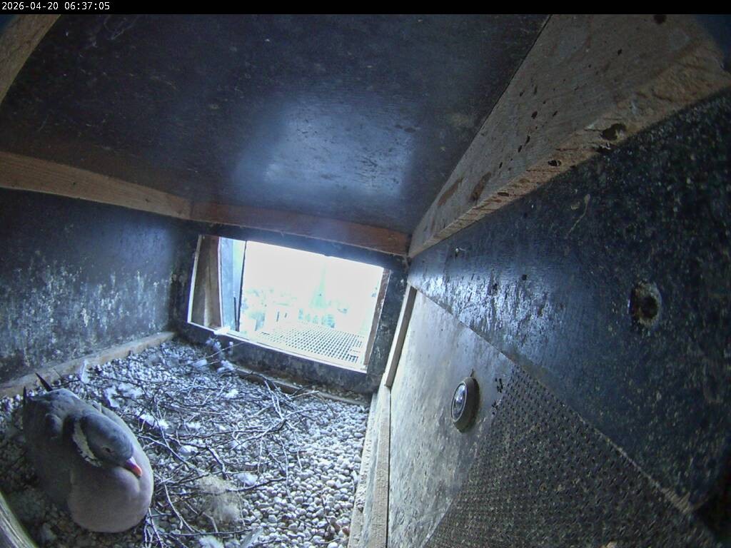 Archiv Foto Webcam Aachener Dom: Blick auf die Falken im Westturm