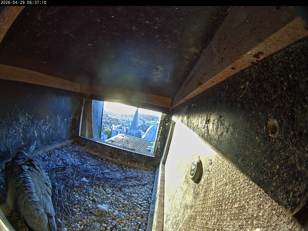 Archiv Foto Webcam Aachener Dom: Blick auf die Falken im Westturm