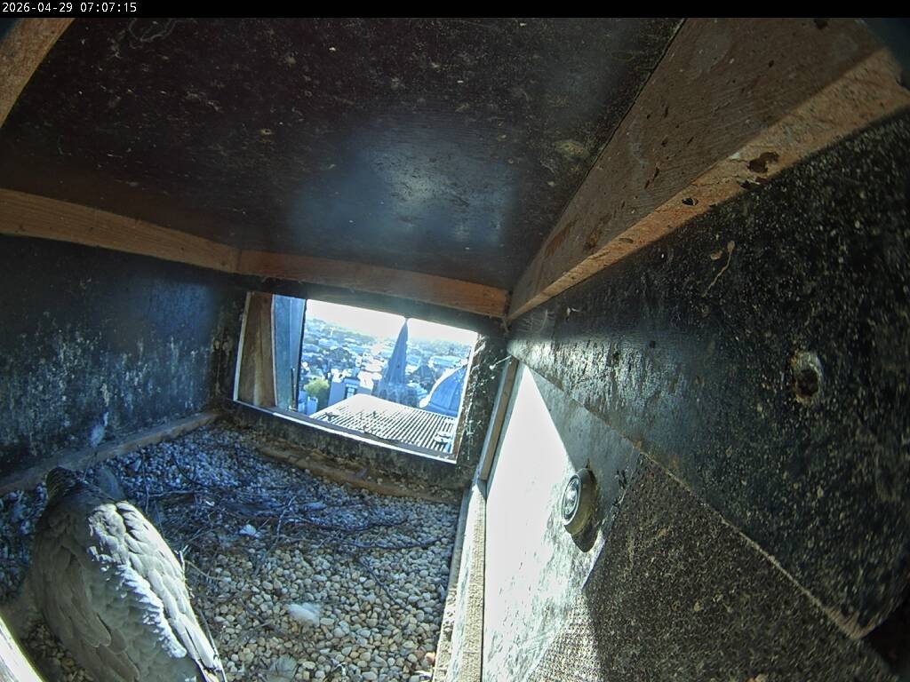 Archiv Foto Webcam Aachener Dom: Blick auf die Falken im Westturm