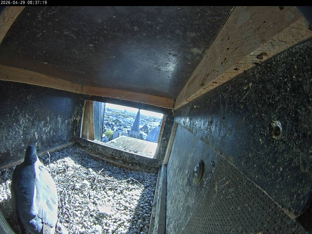Archiv Foto Webcam Aachener Dom: Blick auf die Falken im Westturm