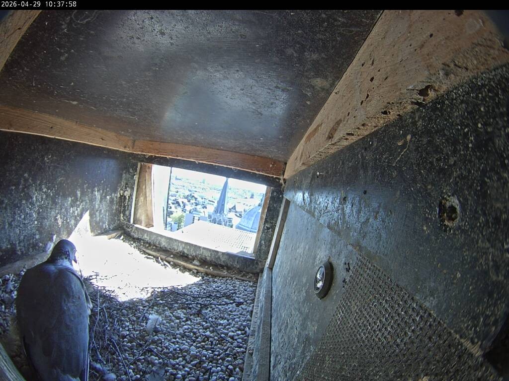 Archiv Foto Webcam Aachener Dom: Blick auf die Falken im Westturm