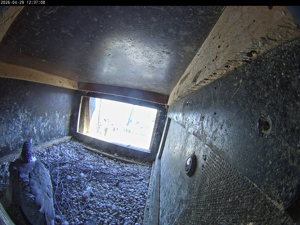 Archiv Foto Webcam Aachener Dom: Blick auf die Falken im Westturm