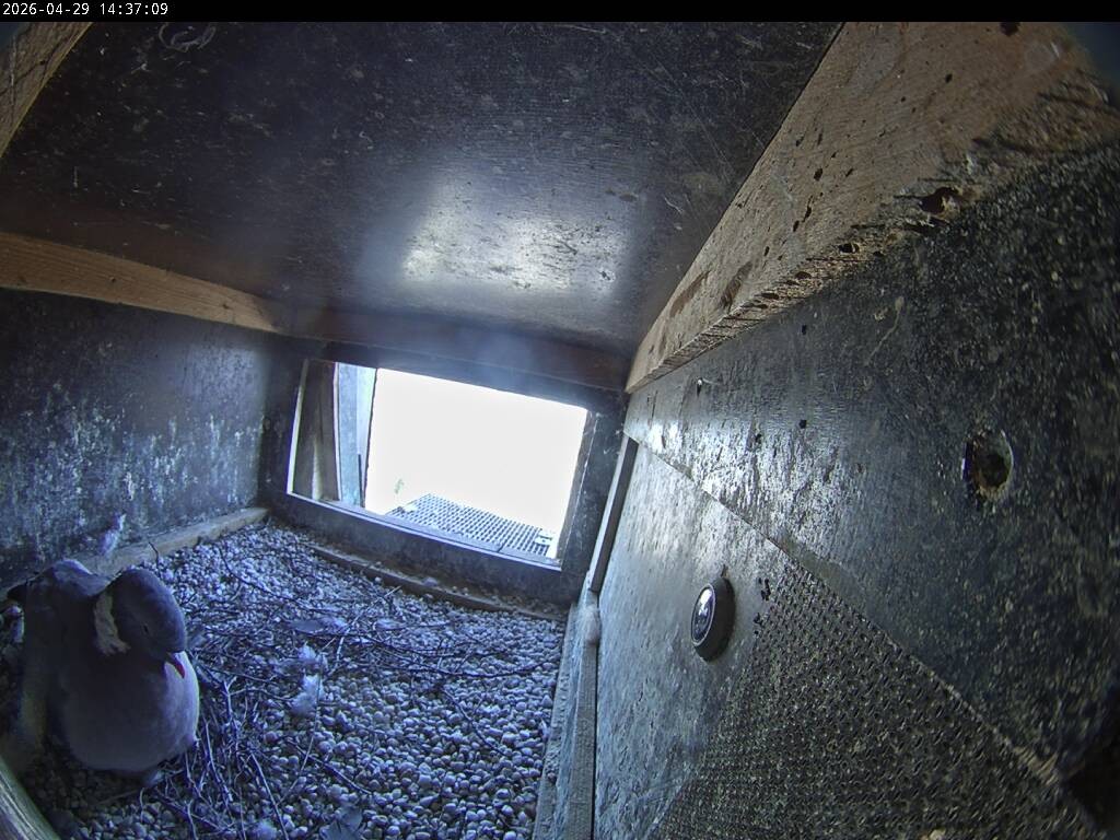 Archiv Foto Webcam Aachener Dom: Blick auf die Falken im Westturm