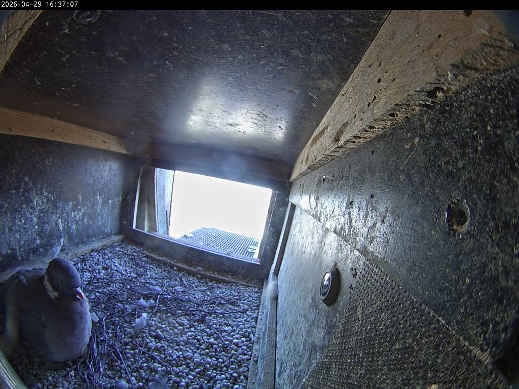 Archiv Foto Webcam Aachener Dom: Blick auf die Falken im Westturm