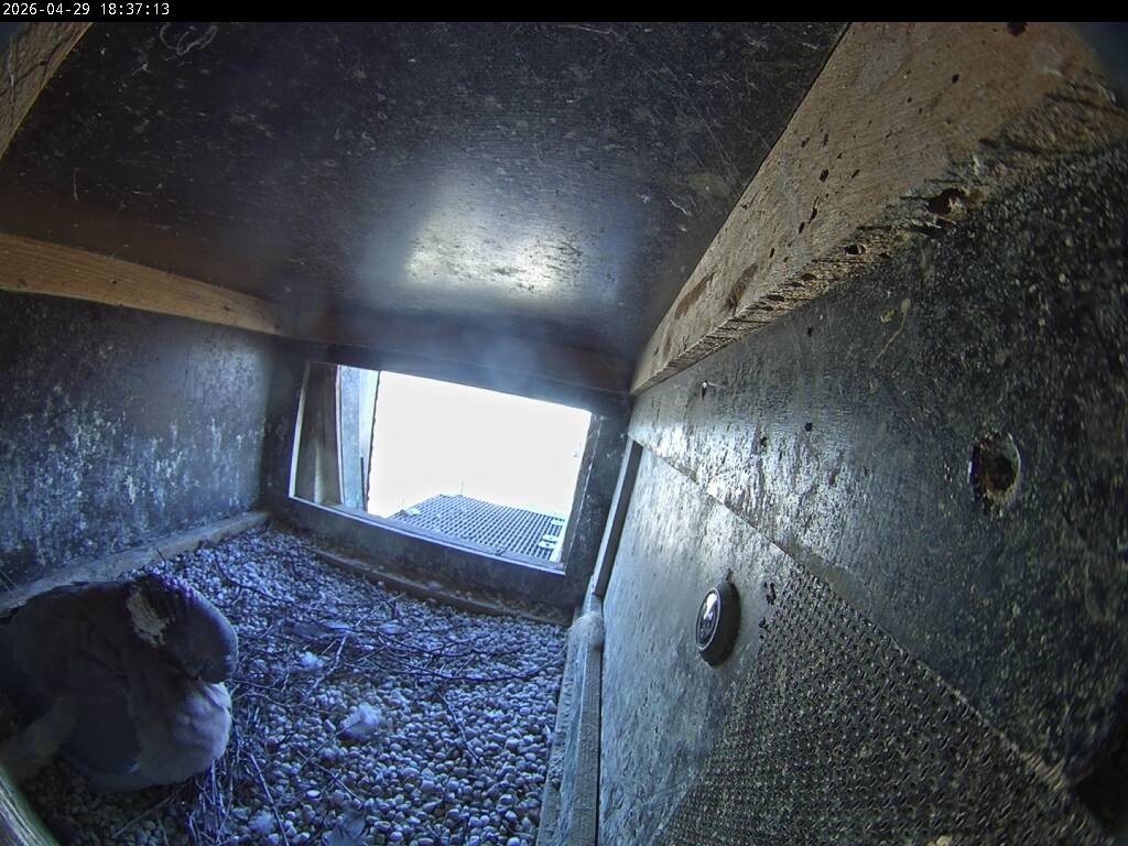 Archiv Foto Webcam Aachener Dom: Blick auf die Falken im Westturm