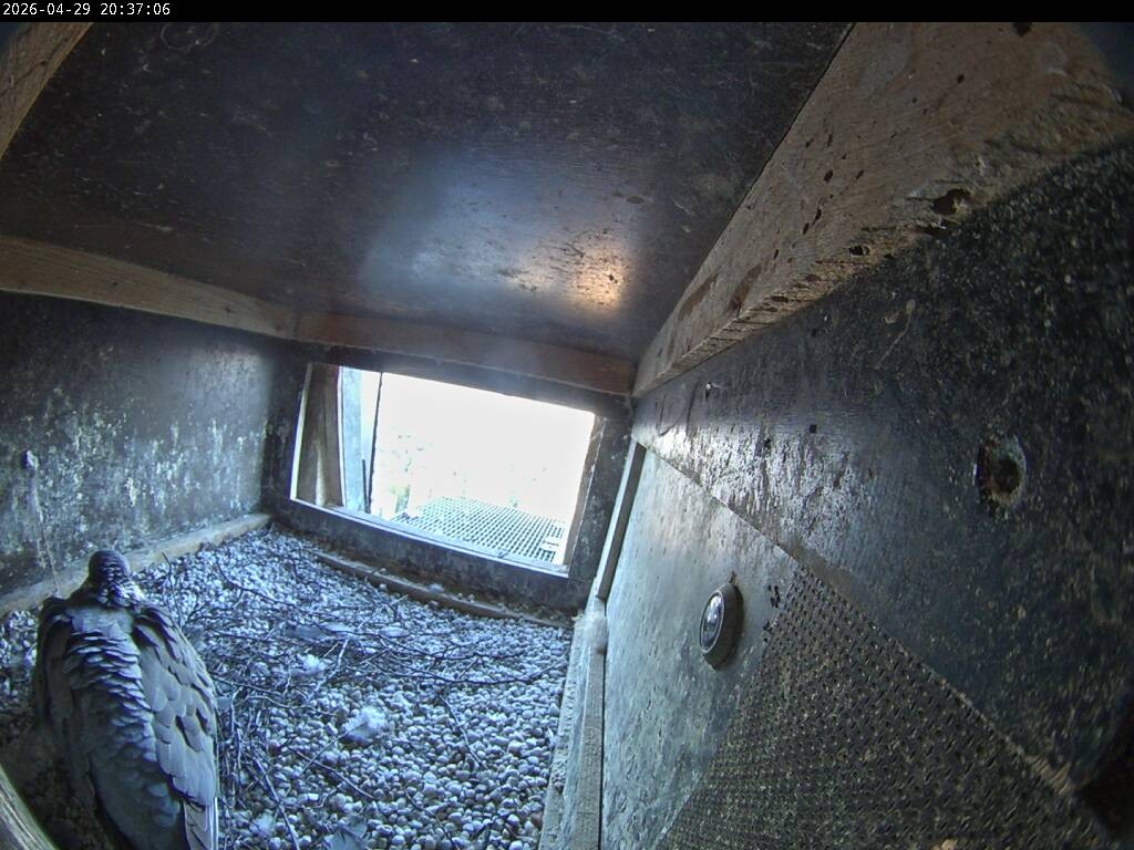 Archiv Foto Webcam Aachener Dom: Blick auf die Falken im Westturm