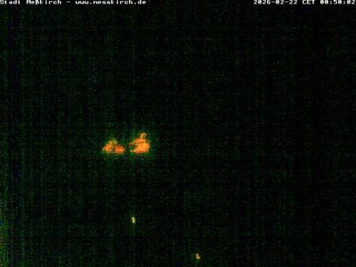 Archiv Foto Webcam Storchennest Rathaus Meßkirch