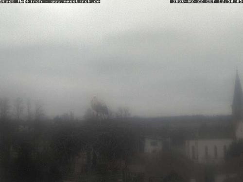 Archiv Foto Webcam Storchennest Rathaus Meßkirch