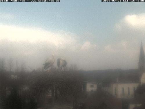 Archiv Foto Webcam Storchennest Rathaus Meßkirch
