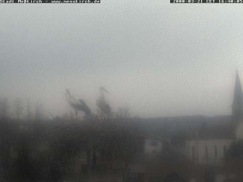 Archiv Foto Webcam Storchennest Rathaus Meßkirch