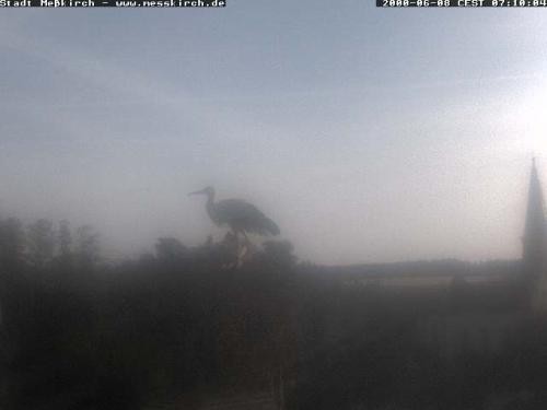 Archiv Foto Webcam Storchennest Rathaus Meßkirch