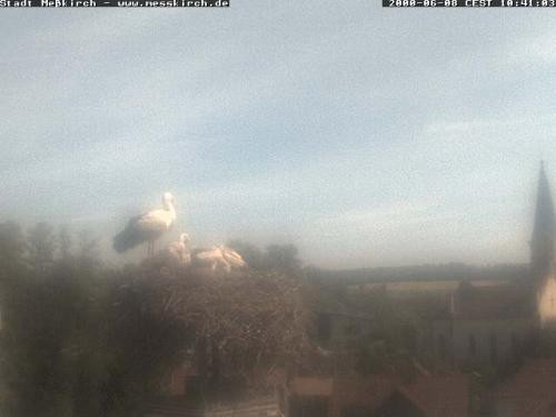 Archiv Foto Webcam Storchennest Rathaus Meßkirch