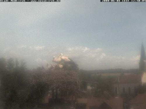 Archiv Foto Webcam Storchennest Rathaus Meßkirch
