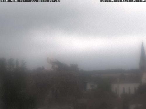 Archiv Foto Webcam Storchennest Rathaus Meßkirch