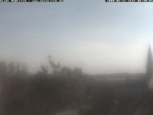 Archiv Foto Webcam Storchennest Rathaus Meßkirch