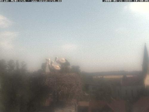 Archiv Foto Webcam Storchennest Rathaus Meßkirch