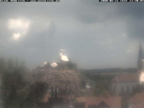 Archiv Foto Webcam Storchennest Rathaus Meßkirch