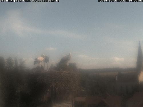 Archiv Foto Webcam Storchennest Rathaus Meßkirch
