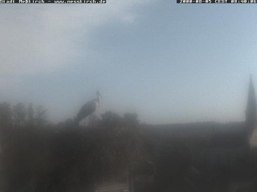 Archiv Foto Webcam Storchennest Rathaus Meßkirch