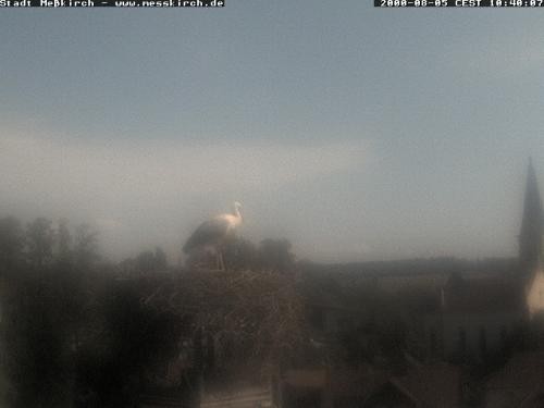 Archiv Foto Webcam Storchennest Rathaus Meßkirch