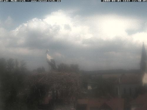 Archiv Foto Webcam Storchennest Rathaus Meßkirch