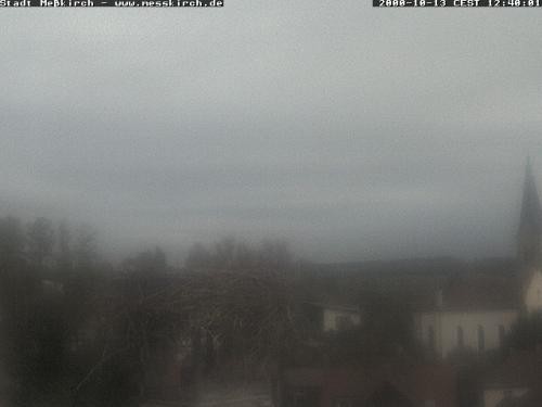 Archiv Foto Webcam Storchennest Rathaus Meßkirch