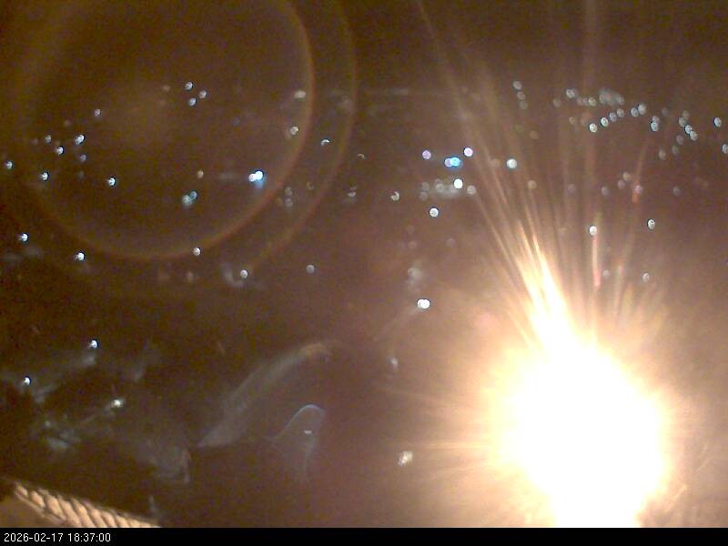 Archiv Foto Webcam Blick auf Falkenstein (Cham)