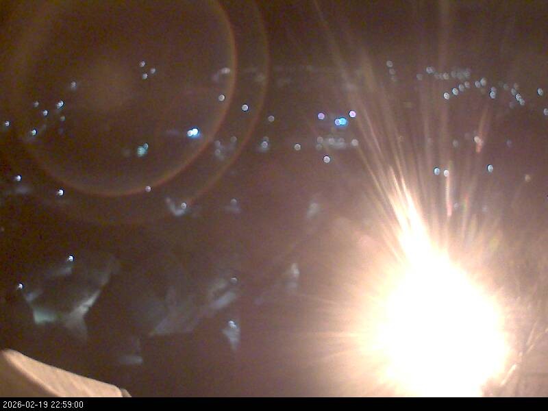 Archiv Foto Webcam Blick auf Falkenstein (Cham)