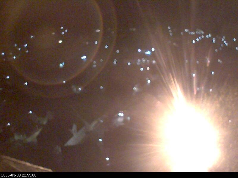 Archiv Foto Webcam Blick auf Falkenstein (Cham)