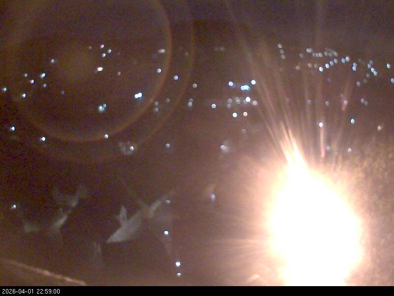 Archiv Foto Webcam Blick auf Falkenstein (Cham)