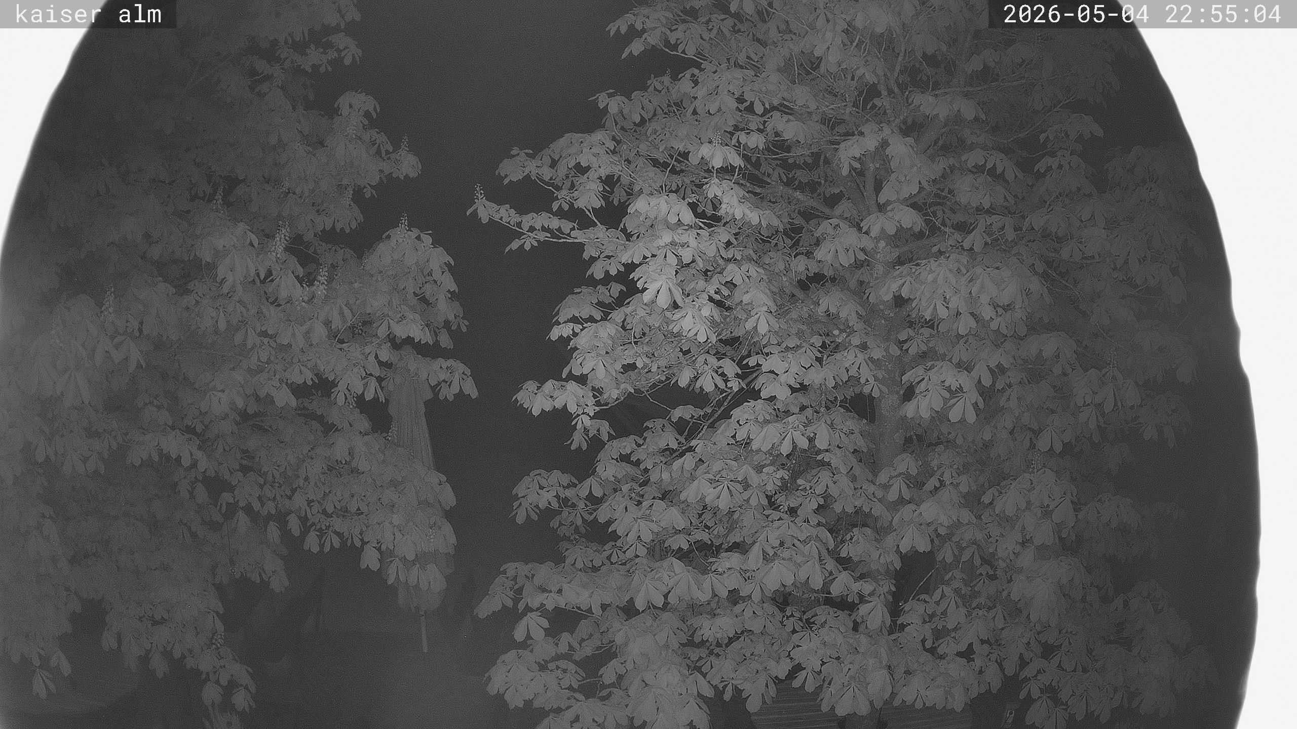 Archiv Foto Webcam Kaiseralm Breitenberg