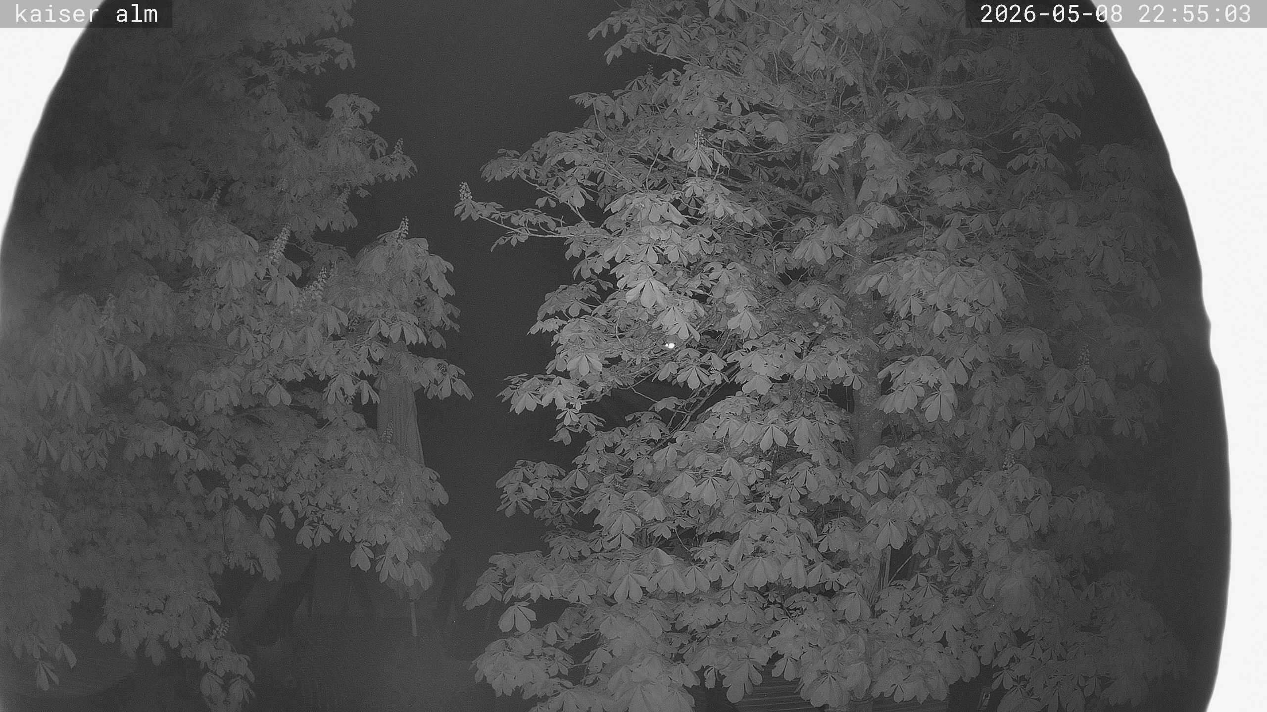Archiv Foto Webcam Kaiseralm Breitenberg