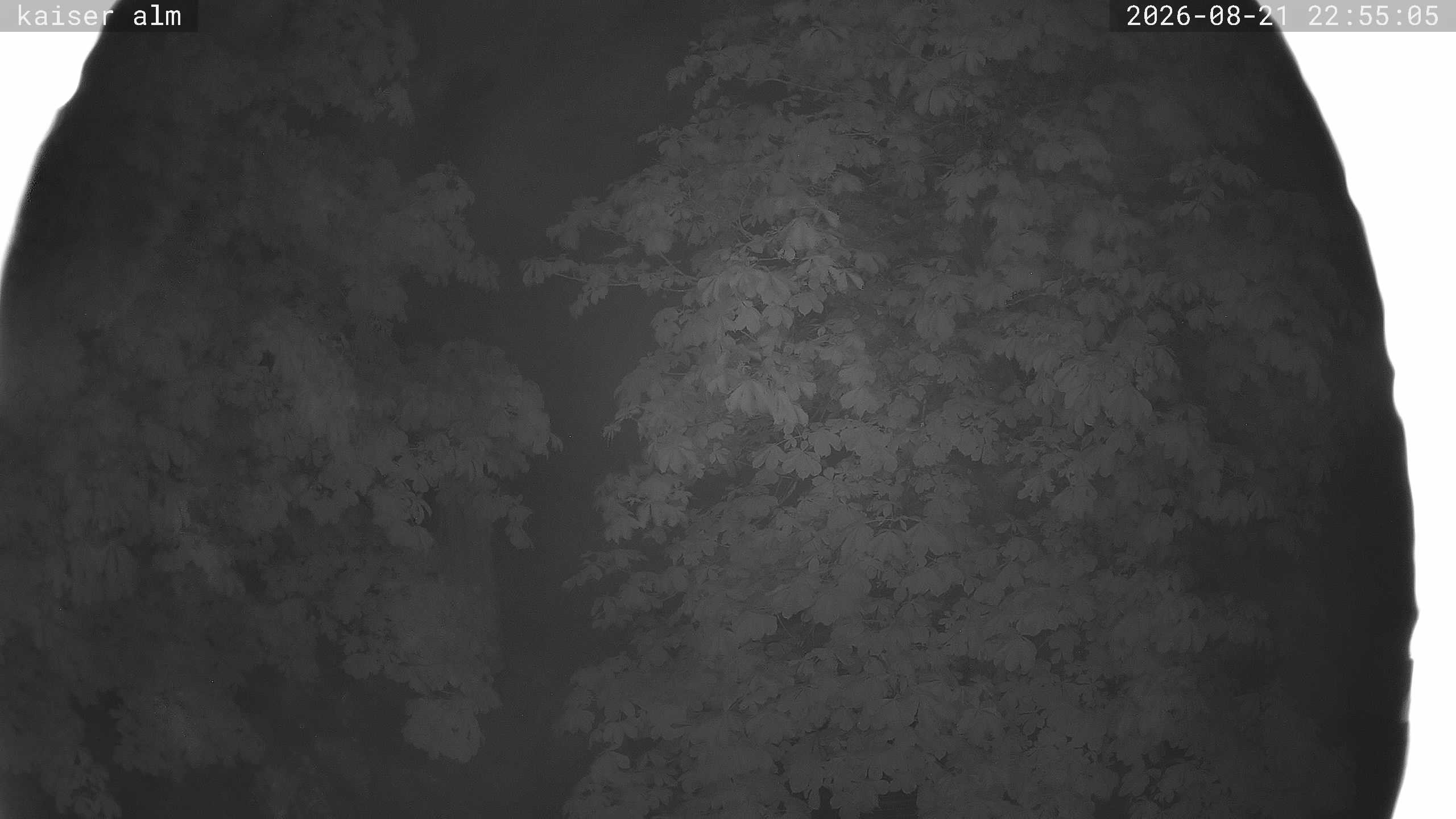 Archiv Foto Webcam Kaiseralm Breitenberg