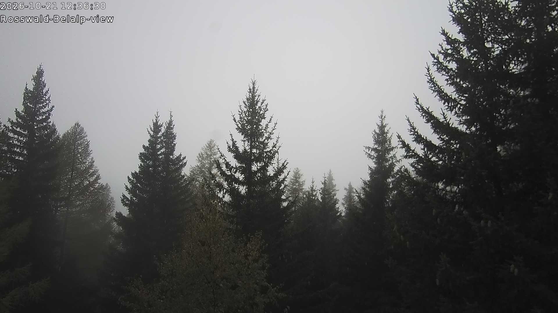 Archived image Webcam Rosswald - Bärgfriedu