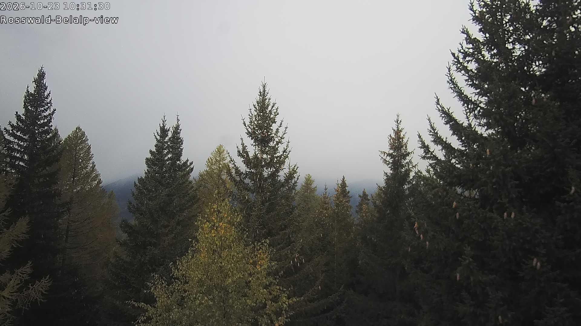 Archived image Webcam Rosswald - Bärgfriedu