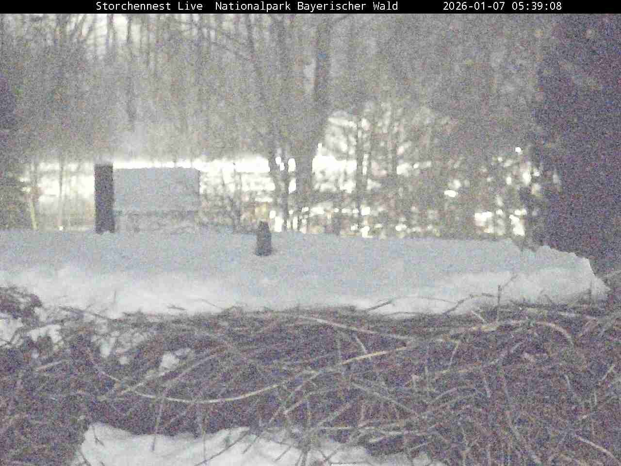 Archiv Foto Webcam Nationalpark Bayerischer Wald - Storchennest - Grafenau