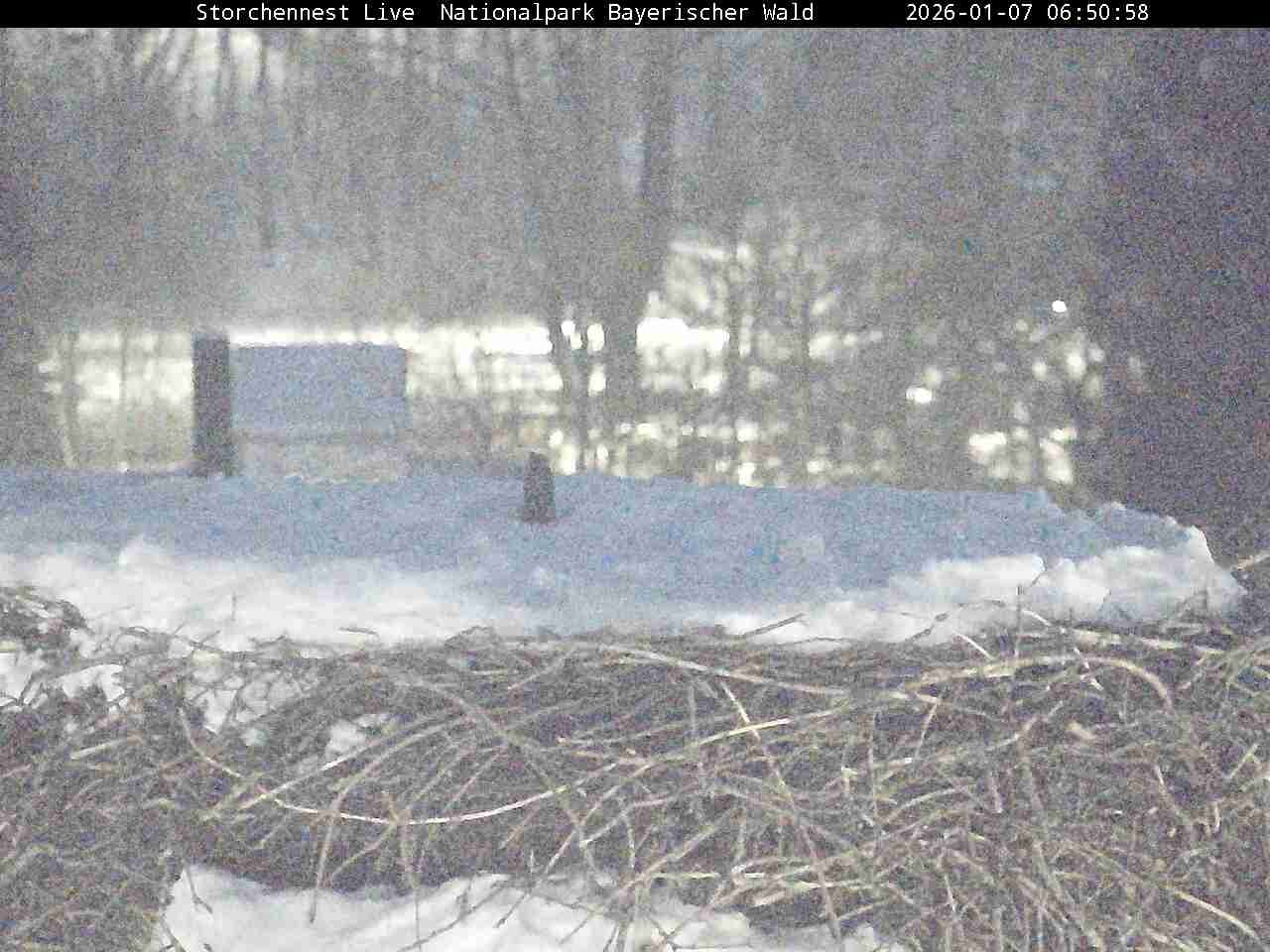 Archiv Foto Webcam Nationalpark Bayerischer Wald - Storchennest - Grafenau
