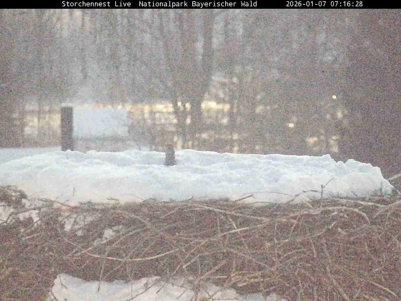 Archiv Foto Webcam Nationalpark Bayerischer Wald - Storchennest - Grafenau