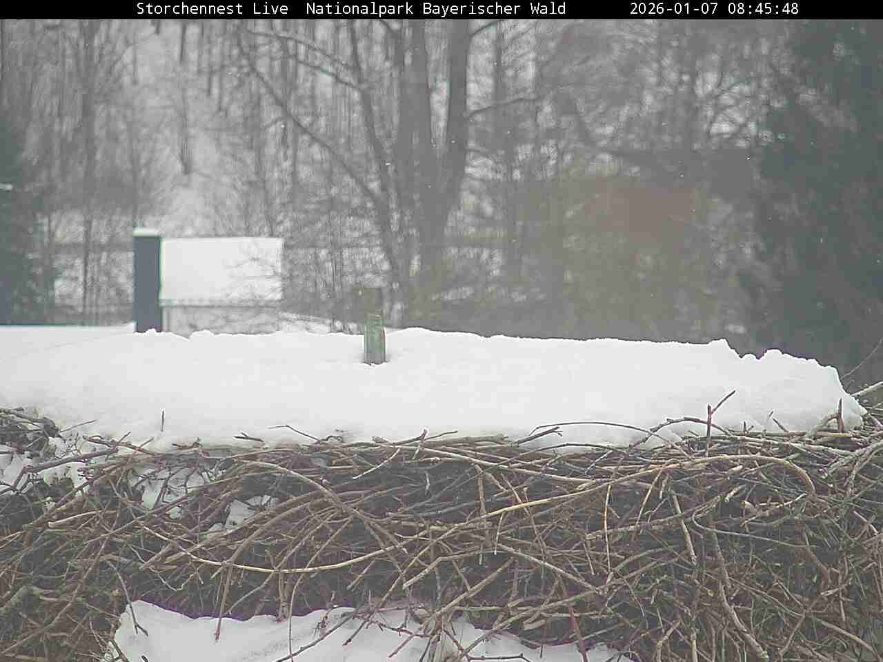 Archiv Foto Webcam Nationalpark Bayerischer Wald - Storchennest - Grafenau