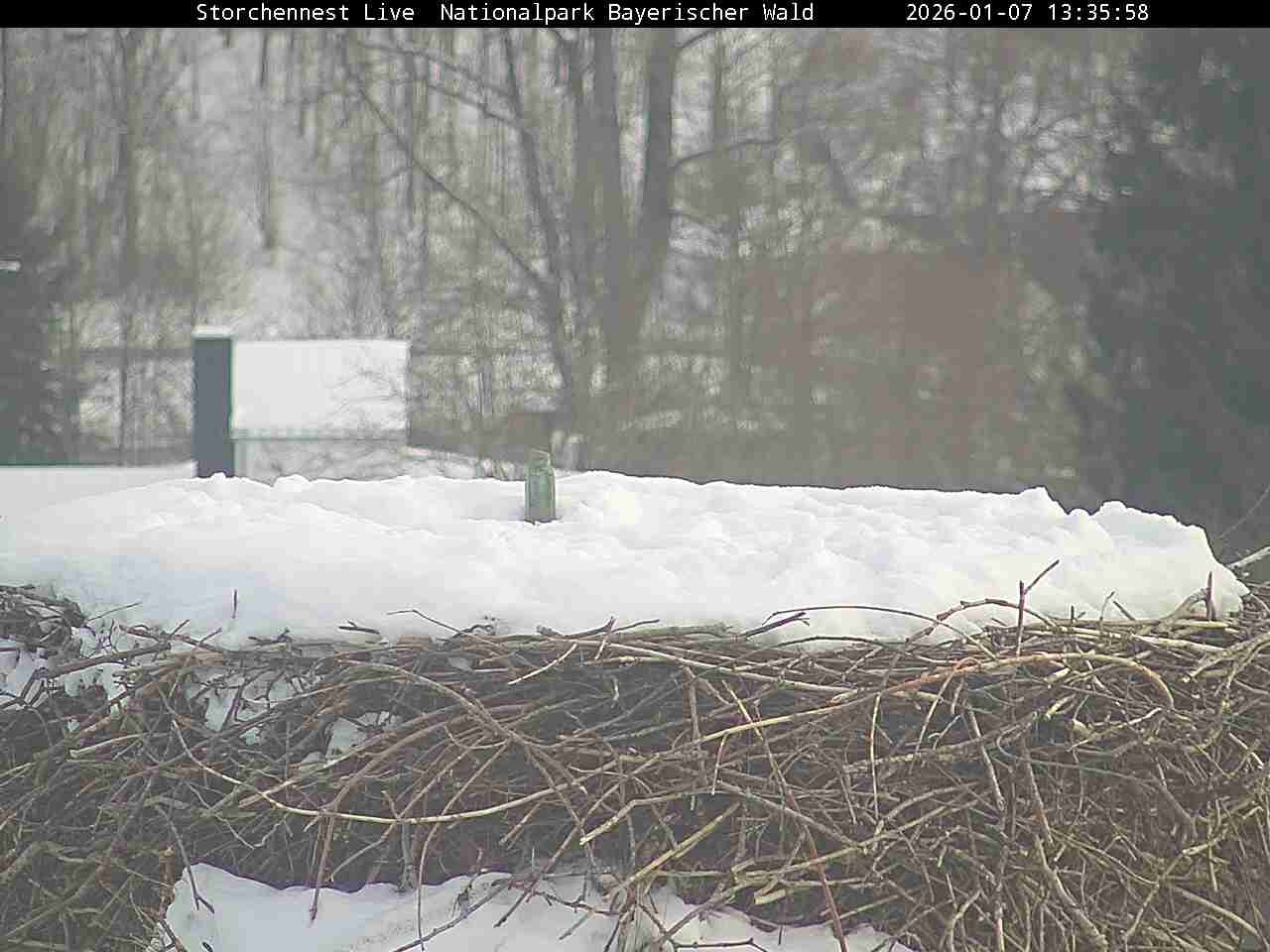 Archiv Foto Webcam Nationalpark Bayerischer Wald - Storchennest - Grafenau
