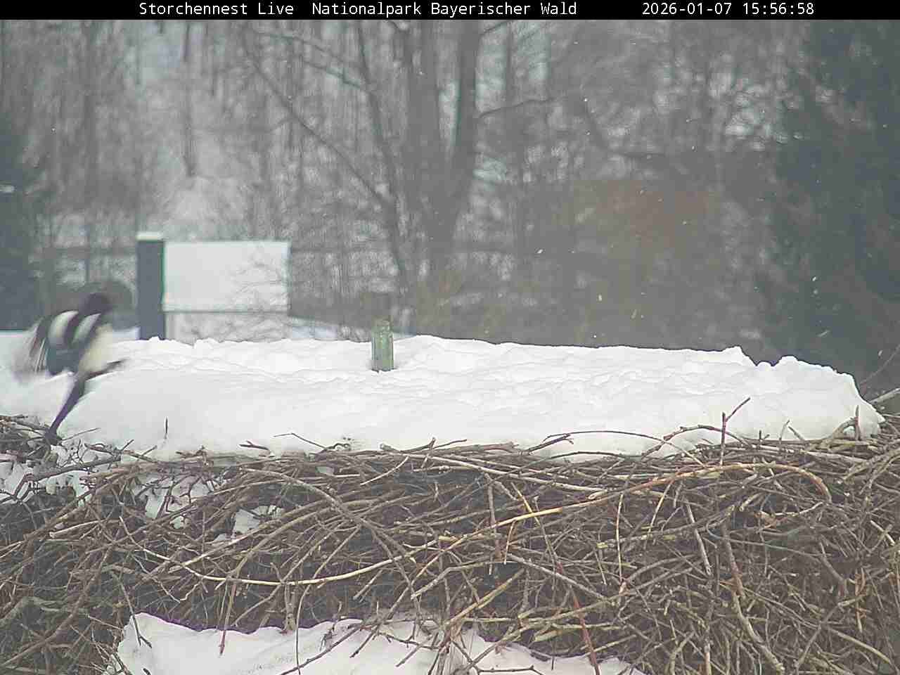 Archiv Foto Webcam Nationalpark Bayerischer Wald - Storchennest - Grafenau