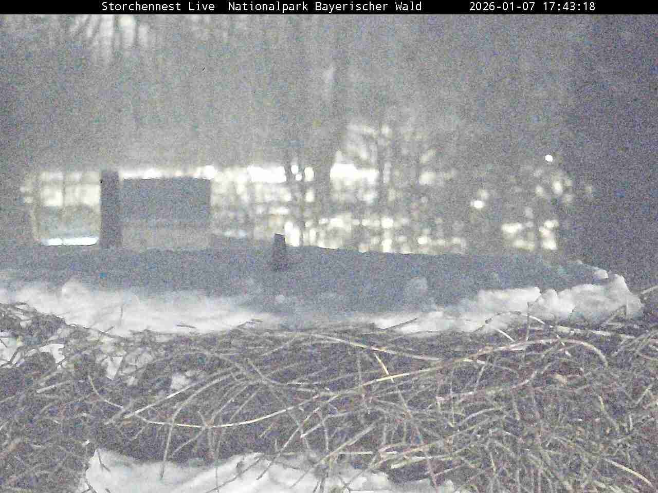 Archiv Foto Webcam Nationalpark Bayerischer Wald - Storchennest - Grafenau
