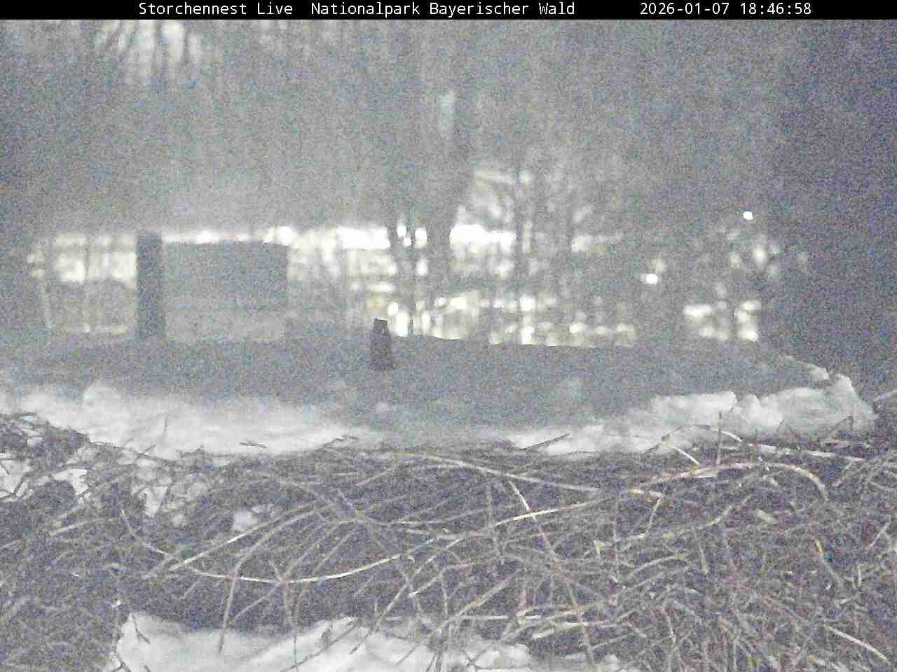 Archiv Foto Webcam Nationalpark Bayerischer Wald - Storchennest - Grafenau