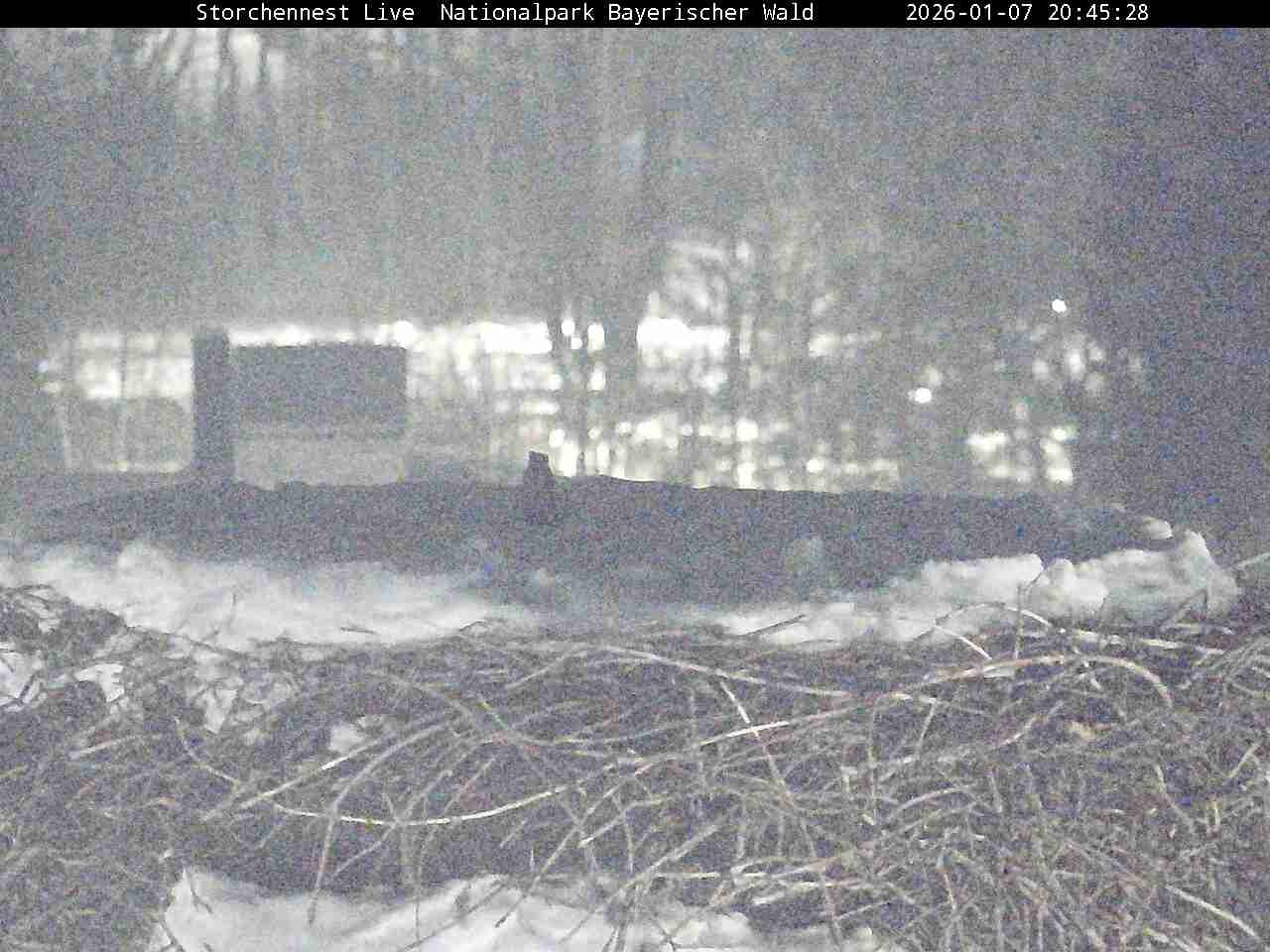 Archiv Foto Webcam Nationalpark Bayerischer Wald - Storchennest - Grafenau